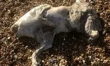 پیدا شدن موجودی مرموز و شبح‌گونه در ساحل بریتانیا 