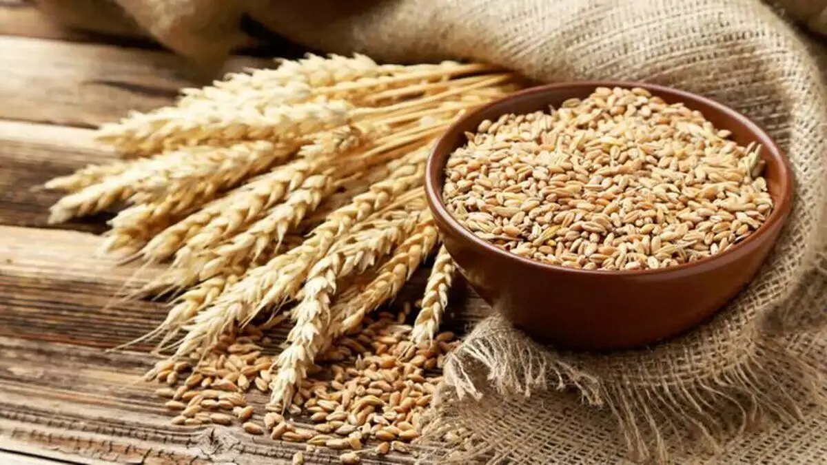 ۴۵ هزار میلیارد از بدهی دولت به گندمکاران باقی مانده‌است/ انگار قانون حرمت ندارد