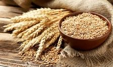 ریالی از وجه خرید تضمینی گندم پرداخت نشد