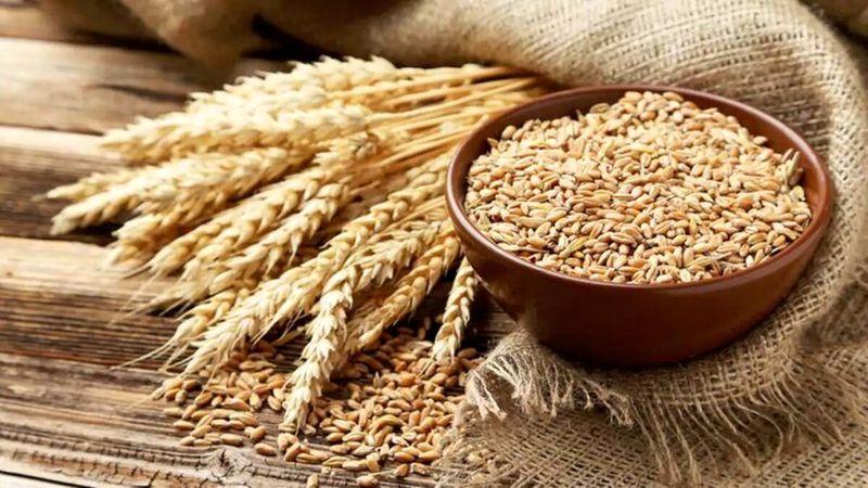 خلف وعده دوباره دولت در قبال طلب گندمکاران؟