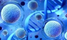 اولین محصول سلول‌درمانی ایرانی وارد فهرست دارویی کشور شد/ صرفه‌جویی ۵۲ میلیونی ارزی