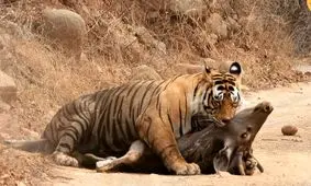 درگیری شدید ببر نر با ببر ماده سارق/ ویدئو