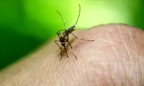 طغیان تب دنگی؛ علائم، پیشگیری و درمان