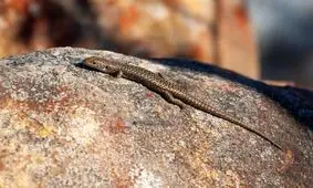 مارمولکی که می‌تواند جنسیت خود را تغییر دهد!

