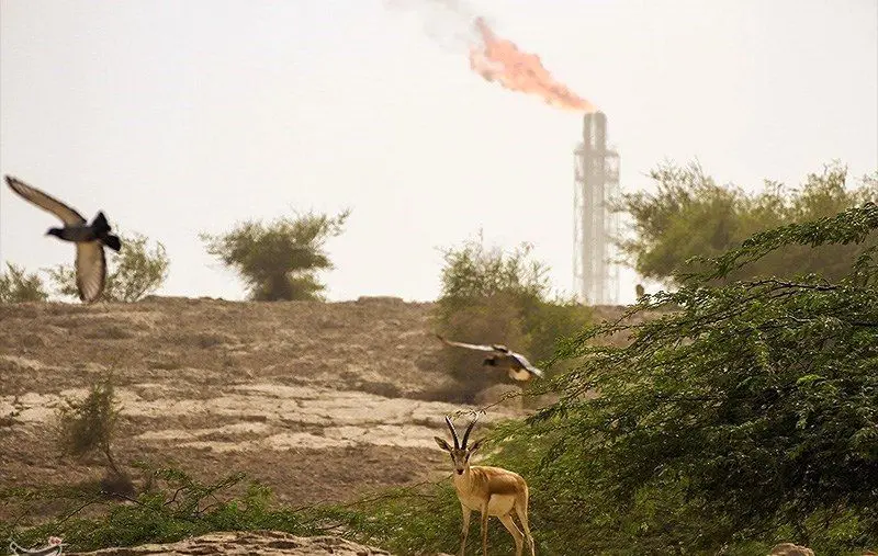 عکسی از جزیره خارک