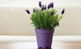 8 گیاه همیشه سبز و زیبا مناسب نگهداری در بالکن