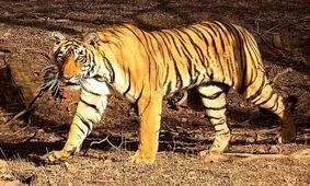 تنها فیلم از ثریا، آخرین ماده ببر مازندران