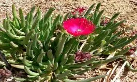 تکثیر و آبیاری گیاه گل یخی