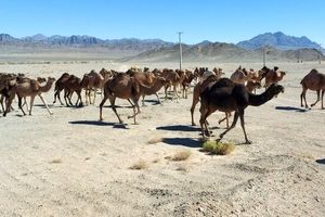 آشنایی شترداران سیستان‌وبلوچستان با آخرین یافته‌های علمی پرورش شتر