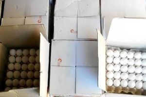کشف ۴ تن تخم مرغ فاقد مجوز در حاجی‌آباد