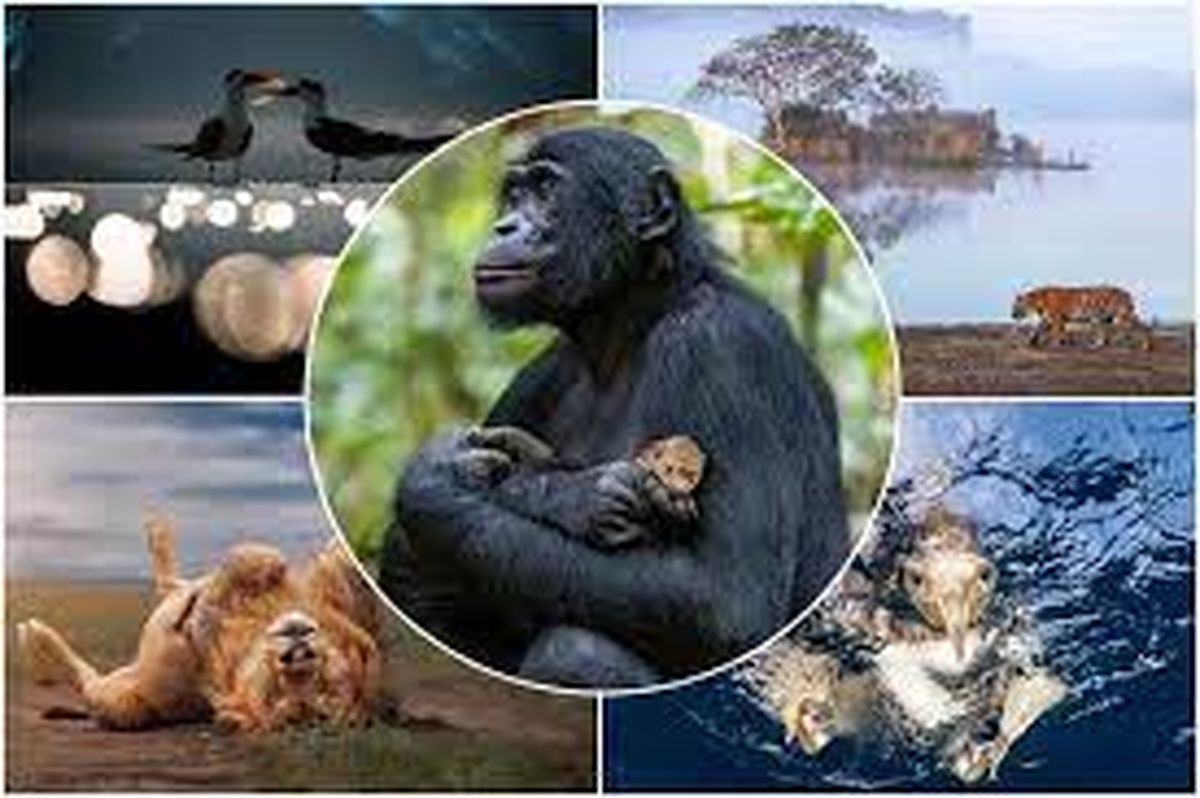 خاصترین تصاویر از حیات وحش در میان برندگان مسابقه عکاسی Nature inFocus