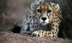 مالچ پاشی، جان یوزپلنگان ایرانی را به خطر انداخته است
