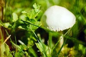 کشف پادزهر برای کشنده ترین قارچ جهان معروف به «جام مرگ»