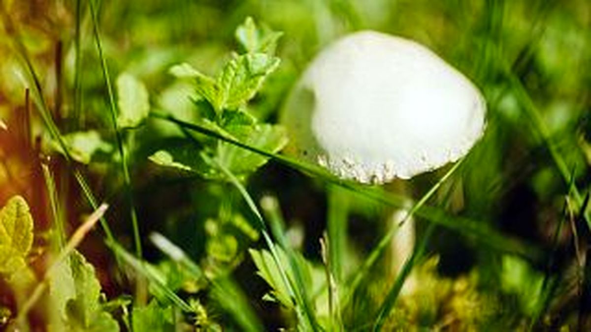 کشف پادزهر برای کشنده ترین قارچ جهان معروف به «جام مرگ»