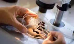 درخواست دانشمند کانادایی: لاشۀ پشه‌های مرده را برایمان پست کنید