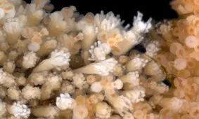 ژن‌های این موجود دریایی منجر به کشف نهایی درمان ضد پیری خواهند شد

