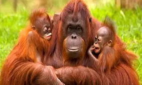 تصاویری از احساسات یک اورانگوتان تازه متولد شده و مادرش 