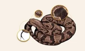 سمی‌ترین و کشنده‌ترین مار دنیا