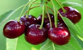 خواص گیلاس از نگاه طب سنتی