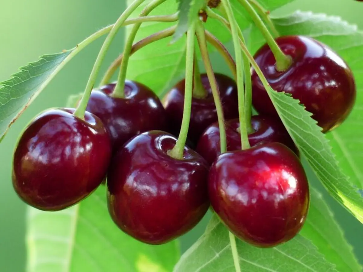 خواص گیلاس از نگاه طب سنتی