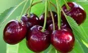 خواص گیلاس از نگاه طب سنتی