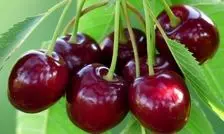 خواص گیلاس از نگاه طب سنتی