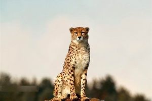 نجات "یوزپلنگ ایرانی" در گروه تصمیمات شورایعالی محیط زیست