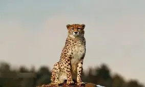 نجات "یوزپلنگ ایرانی" در گروه تصمیمات شورایعالی محیط زیست