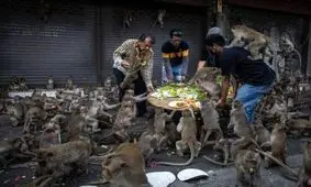 عکس های جالب و دیدنی، از غروب آفتاب در ساحل الماس تا جشنواره سالانه میمون ها