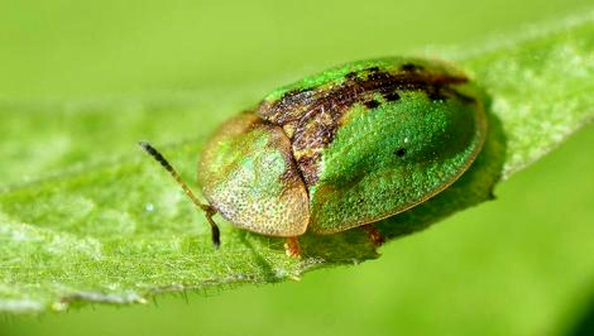 سوسک لاک پشت: حشره ای کوچک که زیبایی خاصی دارد!
