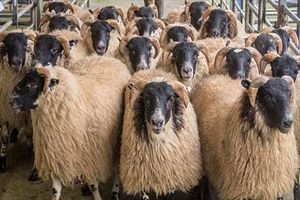 ۳ میلیون گوسفند در یکی از  شهرهای انگلستان/ ویدئو