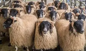 ۳ میلیون گوسفند در یکی از  شهرهای انگلستان/ ویدئو